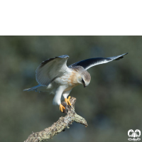 گونه کورکور بال سیاه Black-winged Kite